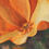 Thumbnail: (PRINT) California Poppies - God's Paintbrush - (Luke 12:27)