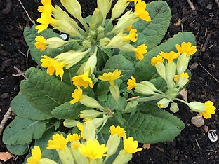 5 Cowslips 19 0526.jpg
