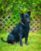 Mission Pawsible - Samson