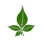 five-bilva-leaf-belpatra-vector-600nw-2268183895-PhotoRoom.png-PhotoRoom.png