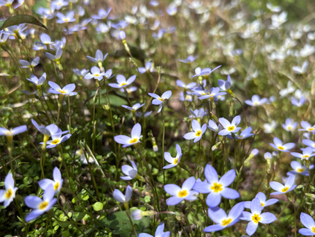 Walking a Different Path Up the Same Mountain: My EMDR Training