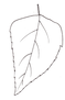 bleaf10a.png