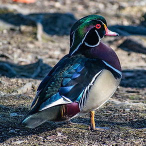 Wood Duck