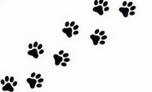 2021 pawsistockphoto-1214700549-612x612_edited.png