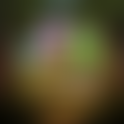 Play’n GO Release new Gem, The Shimmering Woods