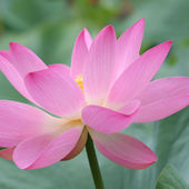 The Mystery and Meaning of the Pink Water Lotus: Unveiling Its Symbolism