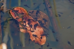 tadpoles