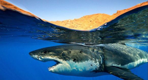 sharks