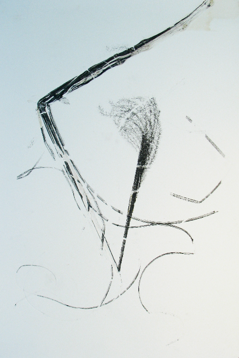 tall grass composition