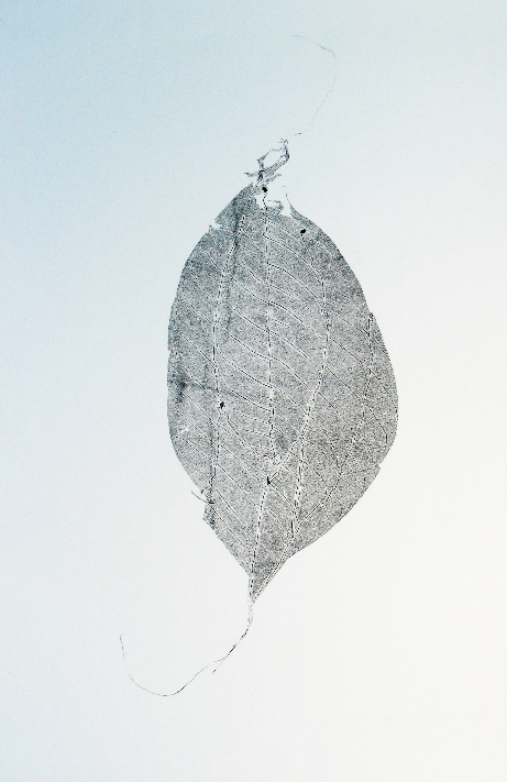 leaf reconstruction side a