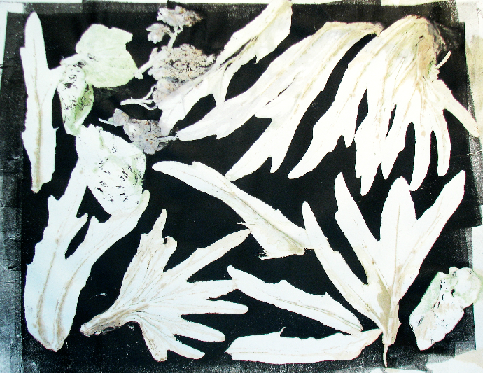 leaf cosmos night