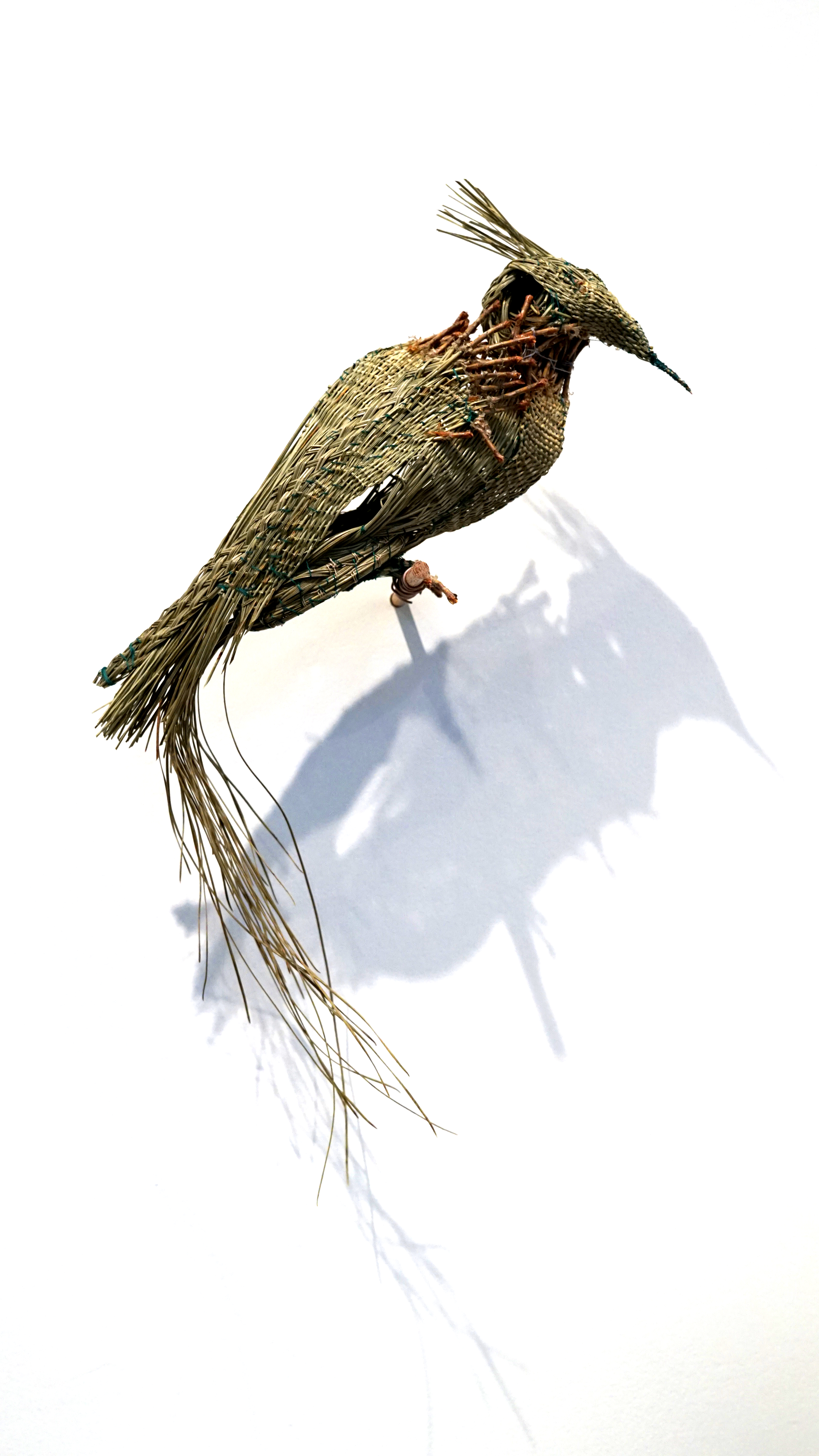longleafwovenbird