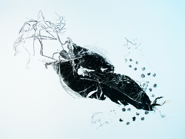 leaf squid pausing before a sprint
