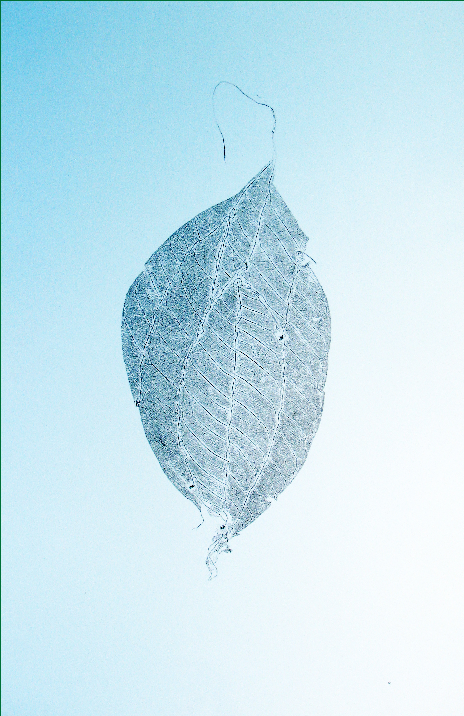 leaf reconstruction side B