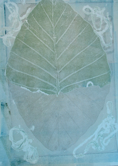 elephant ear roots 3