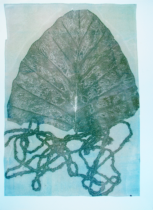 elephant ear roots 1