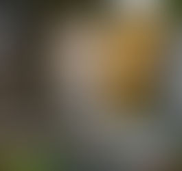 What’s Happening in Bellwether’s Housing Development