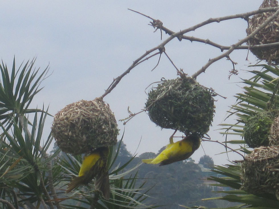 Weaver Birds