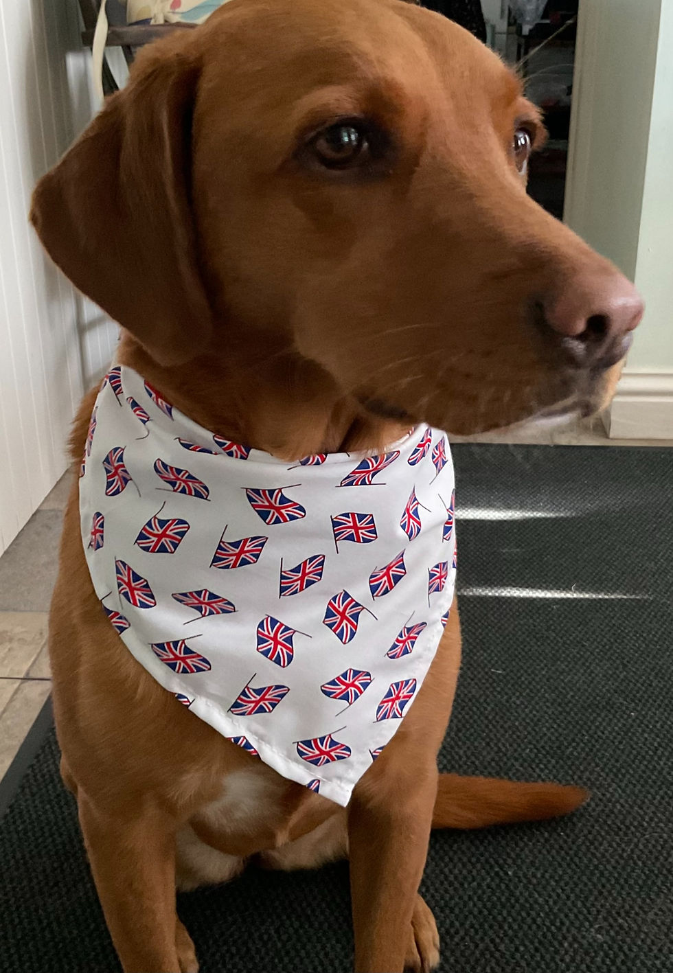 Thumbnail: Jubilee, Union Jack Dog Bandana