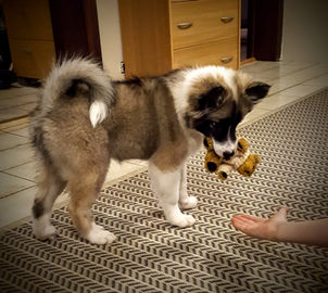 Fyrsta kvöldið með Pílu