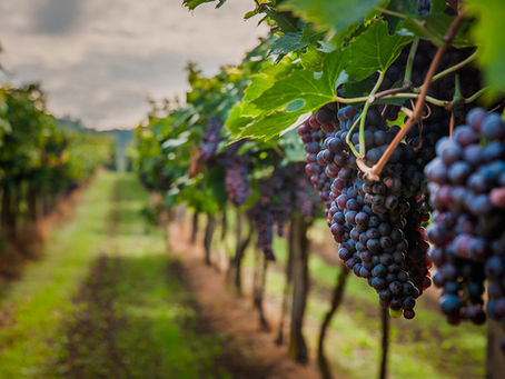 Ruta del vino de Baja California, tu próxima escapada !!!