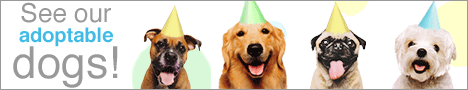 banner_dogs adopt a pet.gif