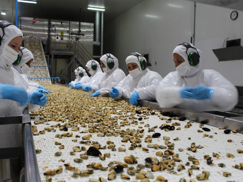 Mercado ruso: Sernapesca comenzó con la implementación de autorización electrónica para mitílidos
