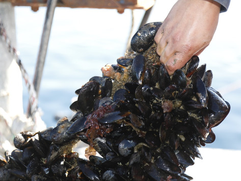INTEMIT detectó un adelanto significativo de desoves de mejillones que fue validado por IFOP