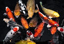 top-view-colorful-koi-fishes.jpg