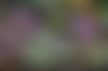 Plantas indicadas para o Telhado Vegetal