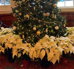 78542802_10220932702697080_115423741386686464_n_edited_edited