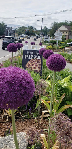 Alliums and pizza...what could be better?