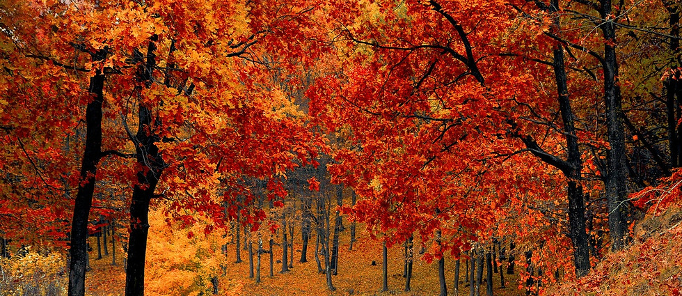 fall-autumn-red-season.jpg
