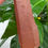 Thumbnail: Red Healer Lemurian point
