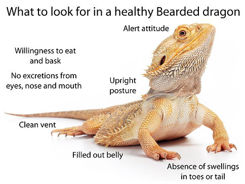healthy-bearded-dragon-long-pinterest.jp