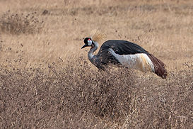 grue couronnée dans le Ngorongoro