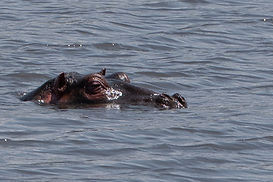 hippopotame dans le lac