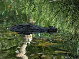 crocodile