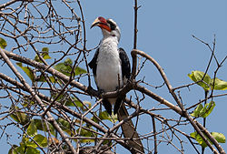 oiseau Tanzanie