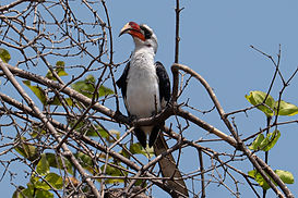 oiseau de Tanzanie