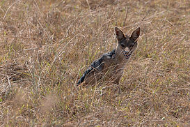 chacal dans la savane