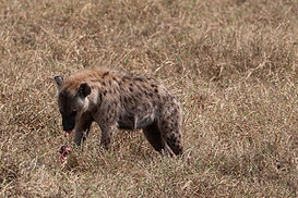 hyène et charogne