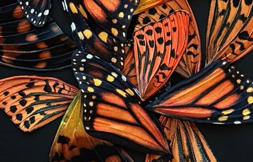 Fragments-monarch-2.jpg