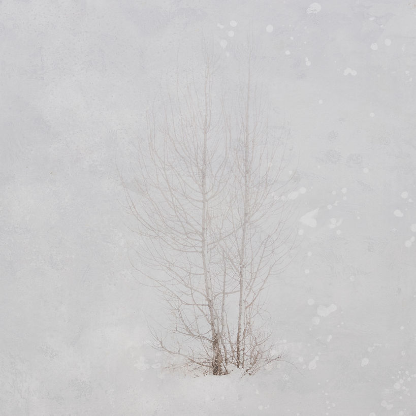 Trees in Winter_edited.jpg