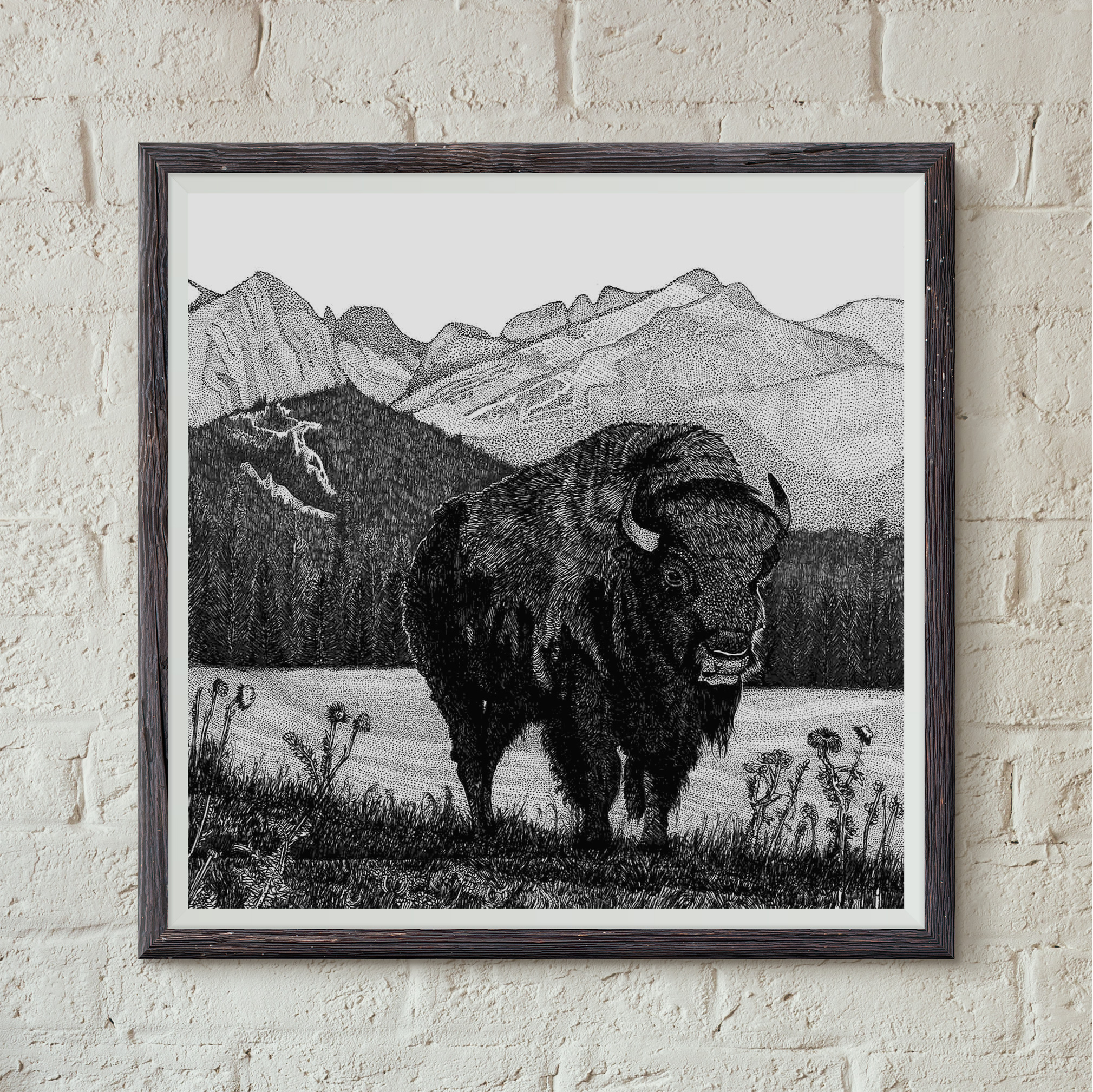 Buffalo / Bison