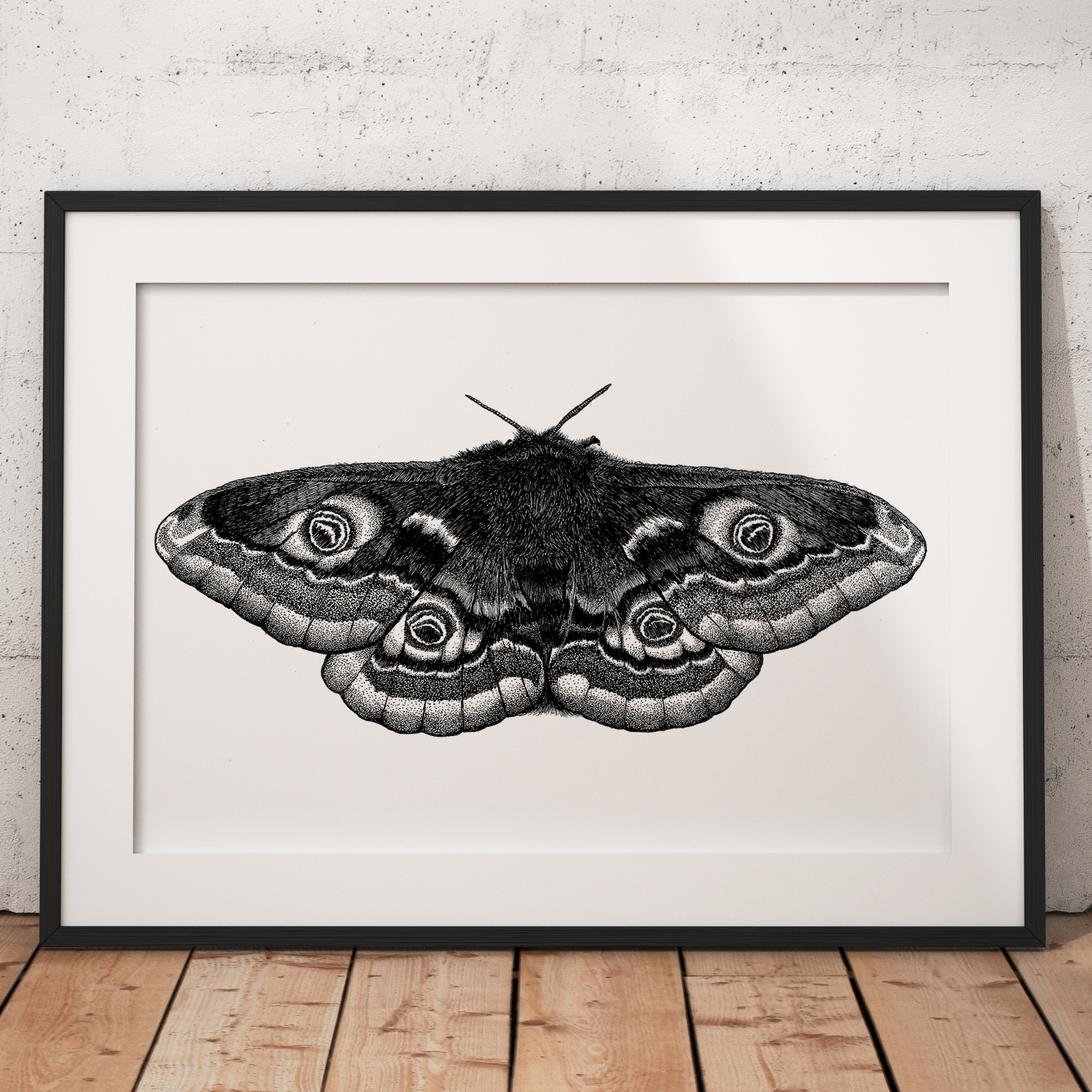 Moth