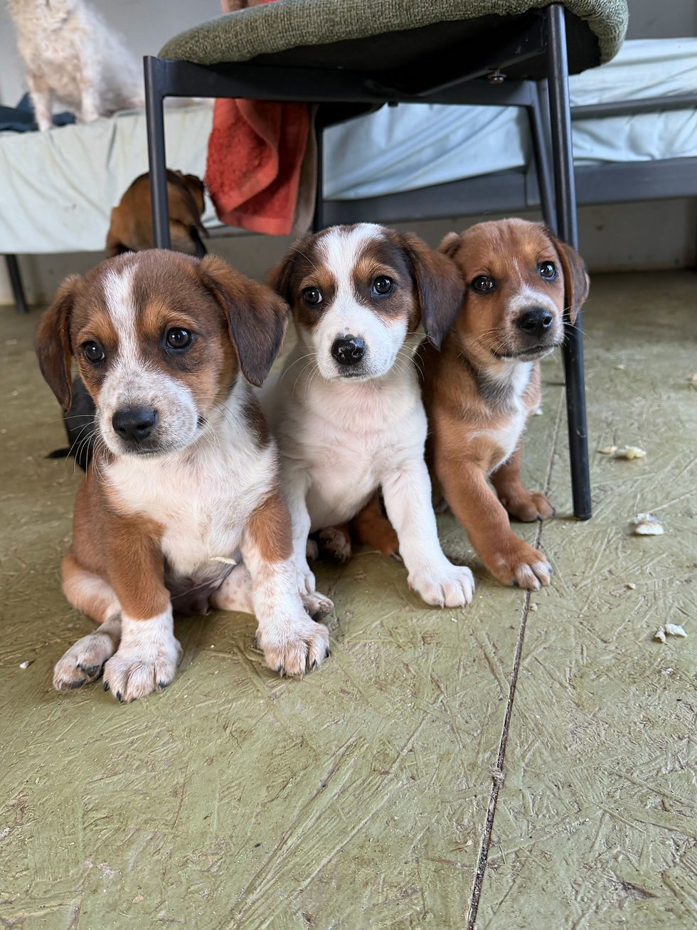 Loui, Daisy, Cookie