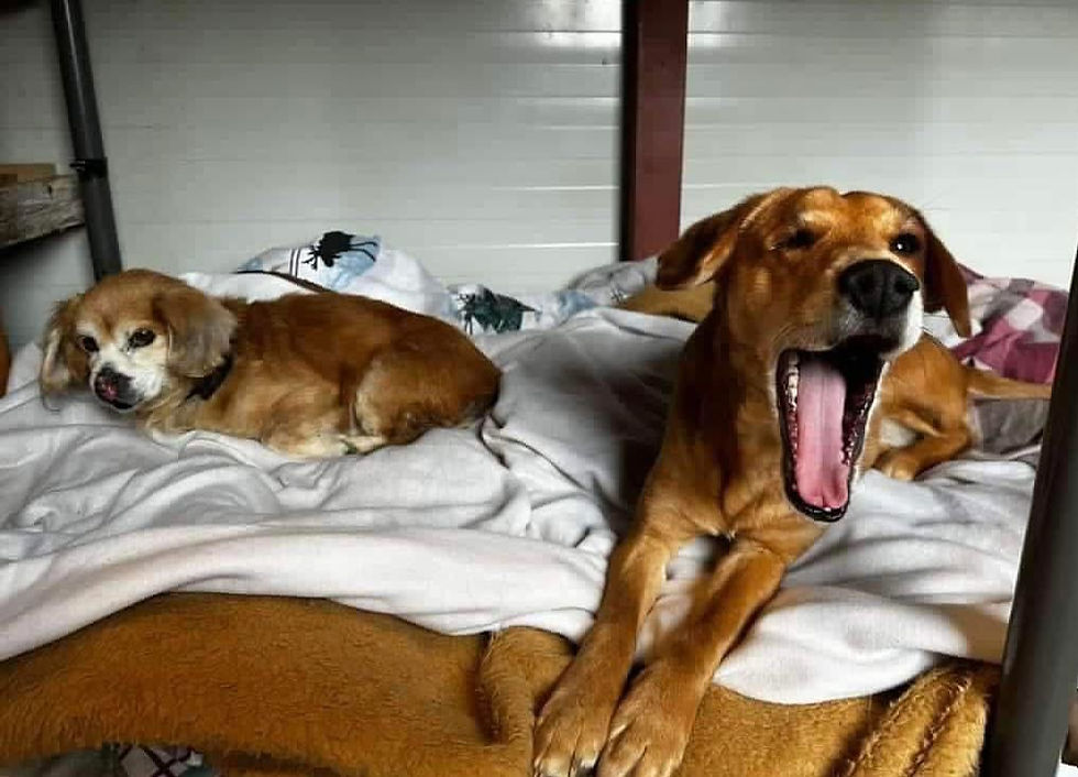 Happy & Jimmy in shelter