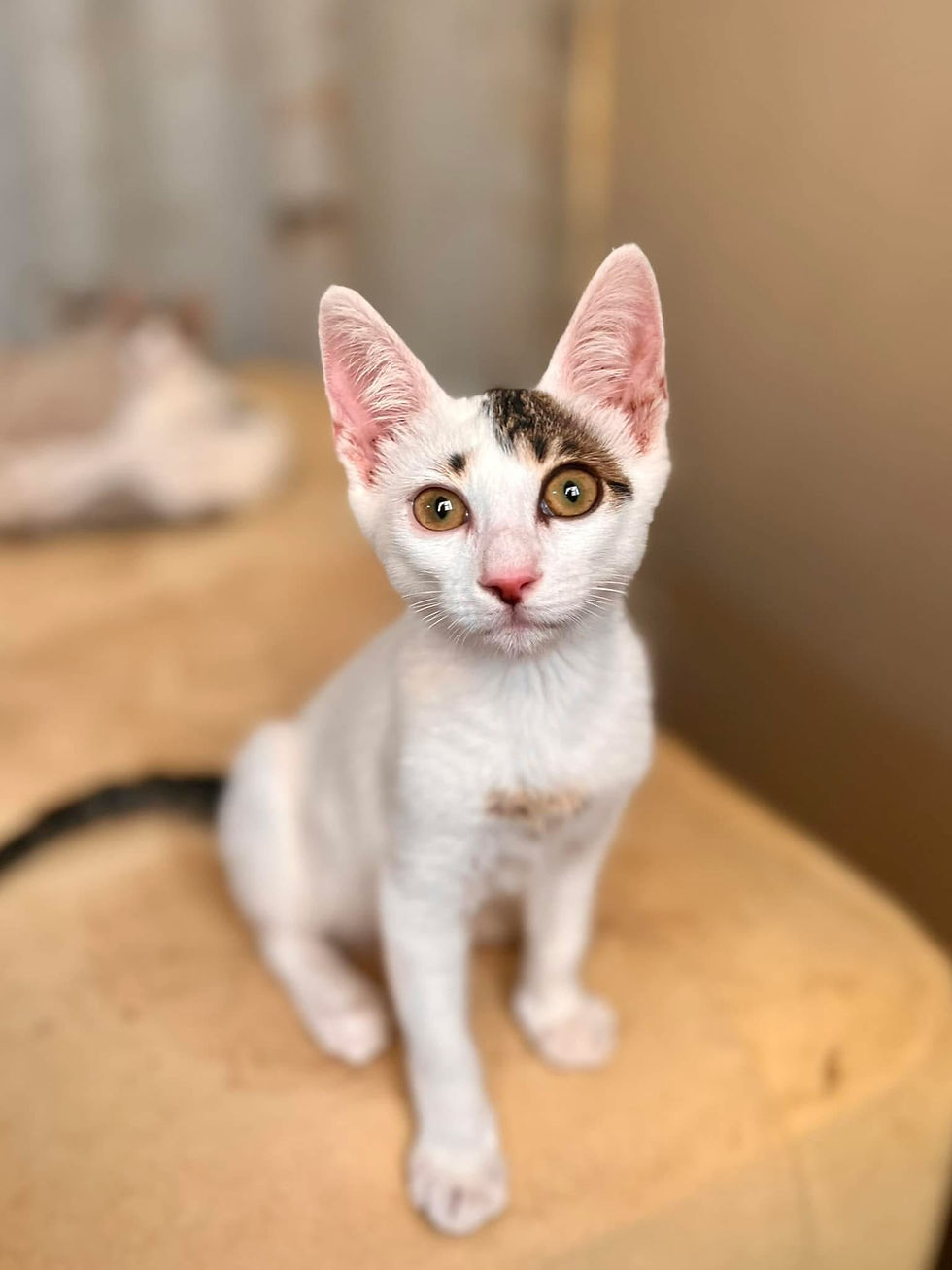 Missy in our shelter