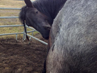 tägliche turnübungen